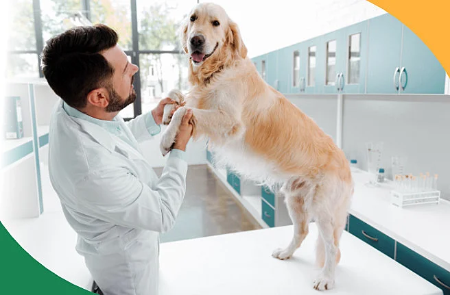 Badanie neurologiczne psa, konsultacja neurologiczna