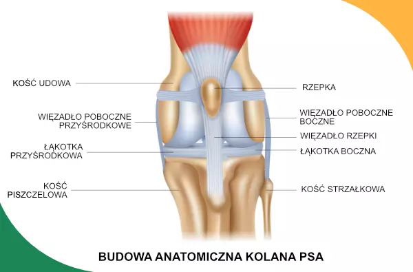 Kolano psa - budowa anatomiczna