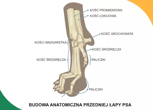 Przednia łapa psa - budowa anatomiczna