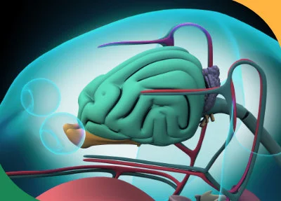 MRI mózgu, głowy psa