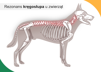 Rezonans kręgosłupa u psa
