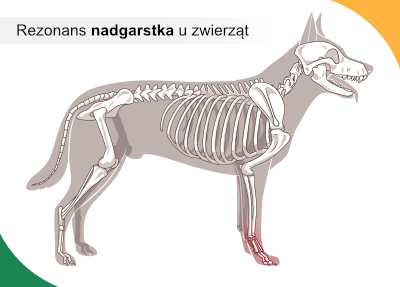 MRI nadgarstka łapy psa