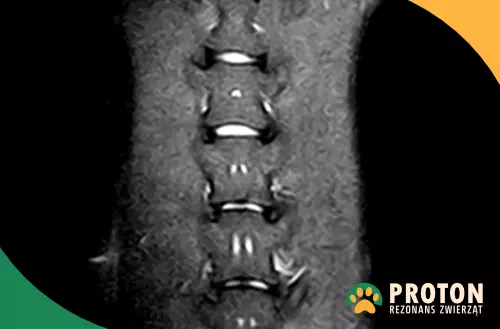 Badanie RM krążków międzykręgowych kręgosłupa psa