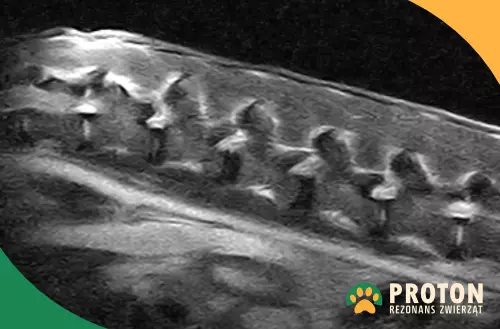 Obraz RM kręgosłupa psa