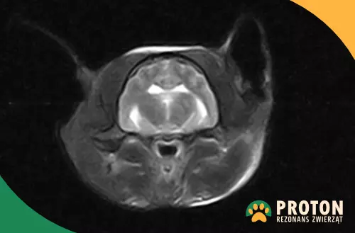 Rezonans mózgu kota