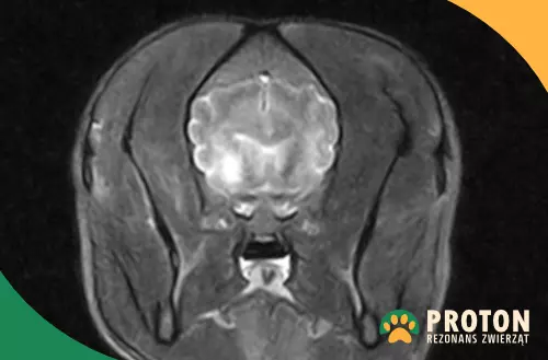 Rezonans głowy psa