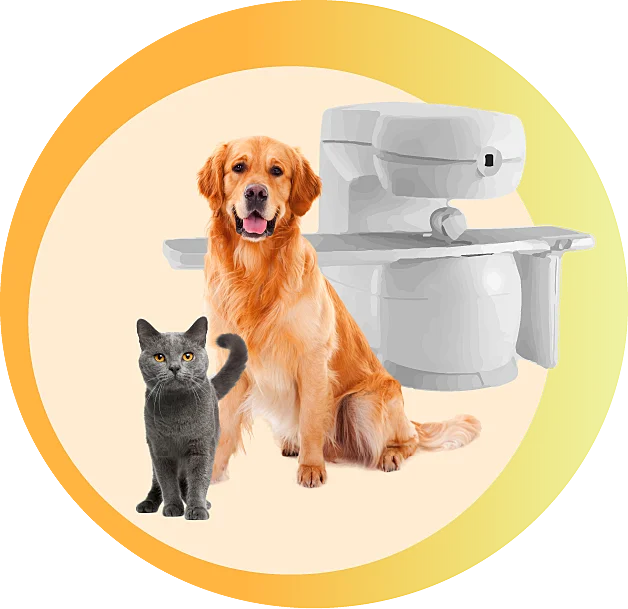 Kot i pies przed urządzeniem do badania rezonansu magnetycznego zwierząt