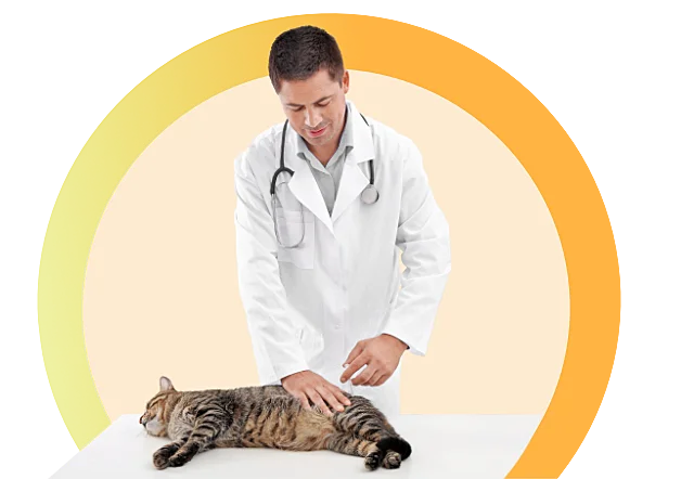 Weterynarz podający kotu zastrzyk uspokajający