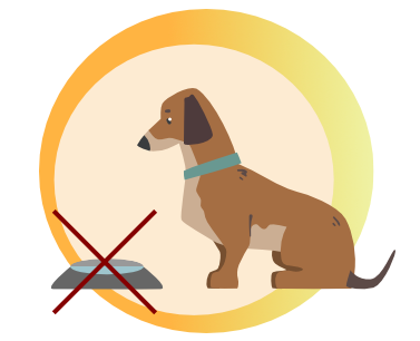 Pies z zakazem jedzenia na kilka godzin przed diagnostyką RM