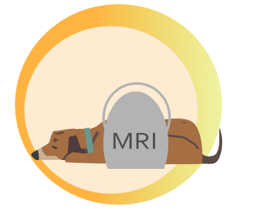 Pies z cewką RM w okolicy kręgosłupa